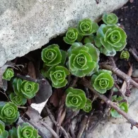 Sedum varietate de specii, fotografie, o grădină de plante