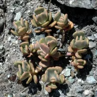Sedum varietate de specii, fotografie, o grădină de plante