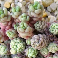 Sedum varietate de specii, fotografie, o grădină de plante