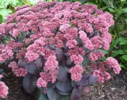 plantare Sedum și fotografie de îngrijire, reproducere, proprietăți de vindecare