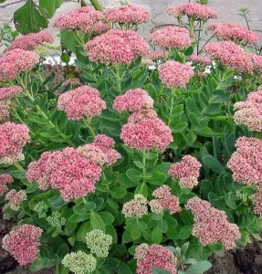 camera Stonecrop, Regatul dacha
