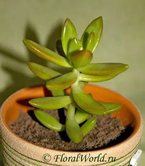 specii de Sedum, de plantare și îngrijire foto