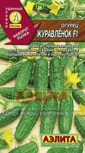 Castravete zhuravlenok f1 - Ambalare de semințe de legume en-gros, companie agricole Aelita (semințe de castravete f1 zhuravlenok en-gros) Castravete zhuravlenok f1 - Ambalare de semințe de legume en-gros, companie agricolă Aelita
