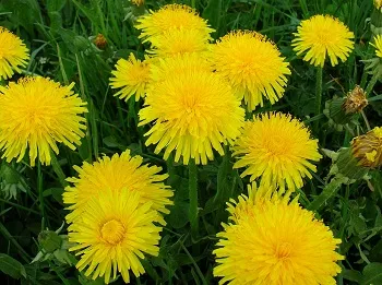 ficat Dandelion - putere de vindecare, curățare corpul de sănătate