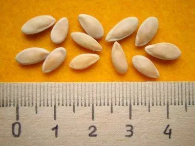 Castraveți în timpul iernii pe pervazul ferestrei sau secretul unei legume acasă