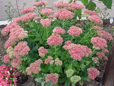 caracteristici de clasă proeminente Sedum, aplicarea