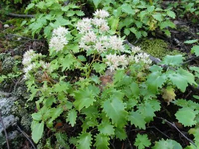 Stonecrop o mare descriere a plantelor, proprietăți medicinale, normele de întreținere, reproducere și foto (stonecrop mare) Stonecrop o mare descriere a plantelor, proprietăți medicinale, reguli de îngrijire, reproducere și foto