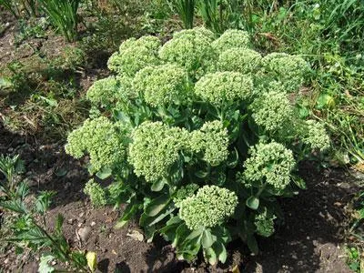 caracteristici de clasă proeminente Sedum, aplicarea