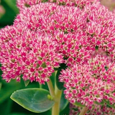 caracteristici de clasă proeminente Sedum, aplicarea