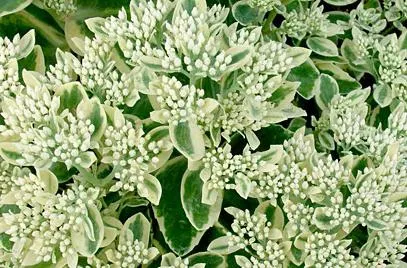Sedum de îngrijire proeminent, soiuri, de reproducere, fotografii