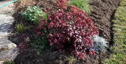 Sedum de îngrijire proeminent, soiuri, de reproducere, fotografii