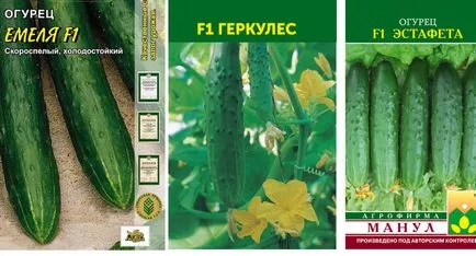 Castraveți în sere