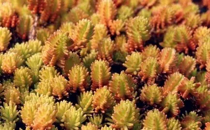 Stonecrop - plantare și îngrijire la domiciliu, de reproducere, specii, fotografii, cum să aibă grijă de stonecrop (plantare) Stonecrop - plantare și îngrijire la domiciliu, de reproducere, specii, fotografii, cum să aibă grijă de stonecrop