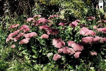 Sedum proeminent de plantare și îngrijire pentru el la domiciliu (îngrijire stonecrop fotografie proeminent) Sedum proeminent de plantare și îngrijire pentru el acasă