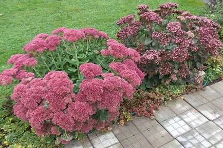 Sedum proeminent de plantare și îngrijire pentru el la domiciliu (Sedum soiuri proeminente) Sedum proeminent de plantare și îngrijire pentru el acasă