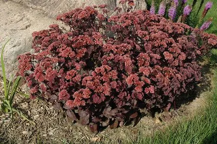 Sedum proeminent de plantare și îngrijire pentru el la domiciliu (Sedum proeminent boala) Sedum proeminent de plantare și îngrijire pentru el acasă