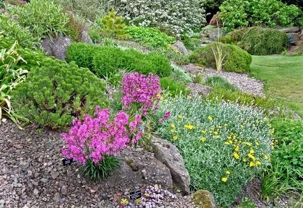 Sedum varietate de specii, fotografie, o grădină de plante