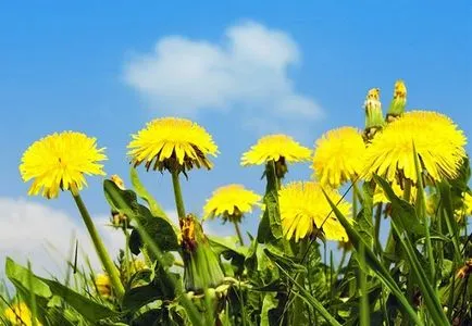Taraxacum officinale - proprietăți prescrise, tratament, contraindicații - nebolet (contraindicații) Taraxacum officinale - proprietăți prescrise, tratament, contraindicații - nebolet