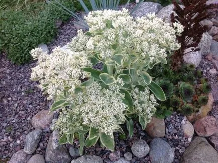 Sedum proeminent de plantare și îngrijire pentru el la domiciliu (Sedum proeminent boala) Sedum proeminent de plantare și îngrijire pentru el acasă