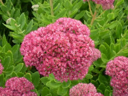 specii de Sedum, de plantare și îngrijire foto