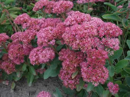Sedum proeminent de plantare și îngrijire pentru el la domiciliu (aterizare) Sedum proeminent de plantare și îngrijire pentru el acasă
