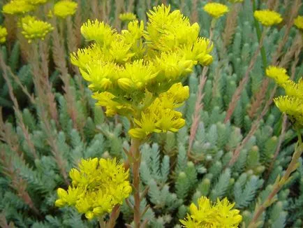 Sedum varietate de specii, fotografie, o grădină de plante
