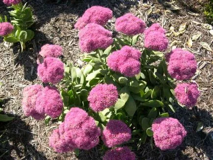 Sedum proeminent de plantare și îngrijire pentru el la domiciliu (Sedum de plantare și îngrijire proeminent) Sedum proeminent de plantare și îngrijire pentru el acasă
