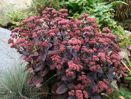plantare Sedum și îngrijire 1