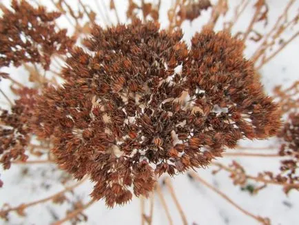 Sedum de îngrijire proeminent, soiuri, de reproducere, fotografii