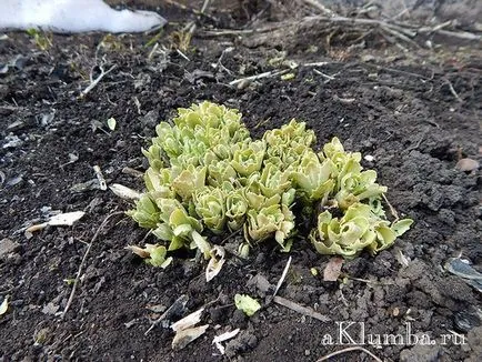 Stonecrop util proprietăți, plantarea și îngrijirea stonecrop (proprietăți) Stonecrop proprietăți utile, plantare și îngrijire de stonecrop