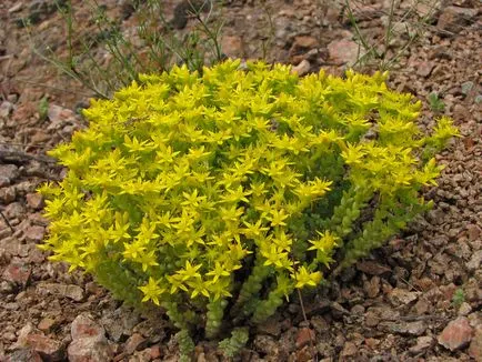 specii de Sedum, de plantare și îngrijire foto