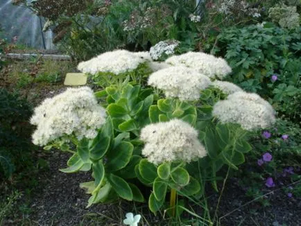 Sedum proeminent de plantare și îngrijire pentru el la domiciliu (Sedum matroană foto) Sedum proeminent de plantare și îngrijire pentru el acasă