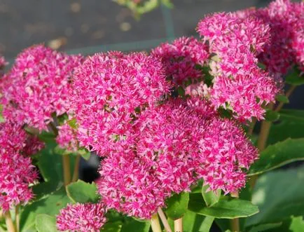 Sedum proeminent de plantare și îngrijire pentru el la domiciliu (stonecrop matroană foto) Sedum proeminent de plantare și îngrijire pentru el acasă
