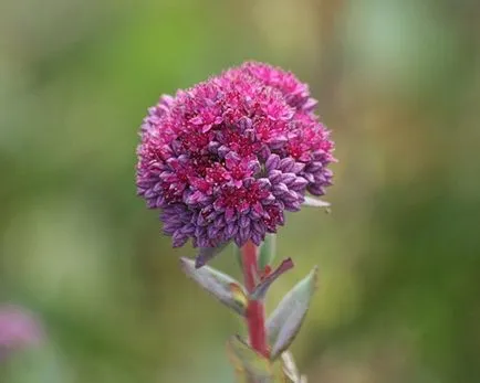 specii de Sedum, de plantare și îngrijire foto