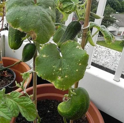 Castravetele pe balcon - o tehnologie de cultivare uitata