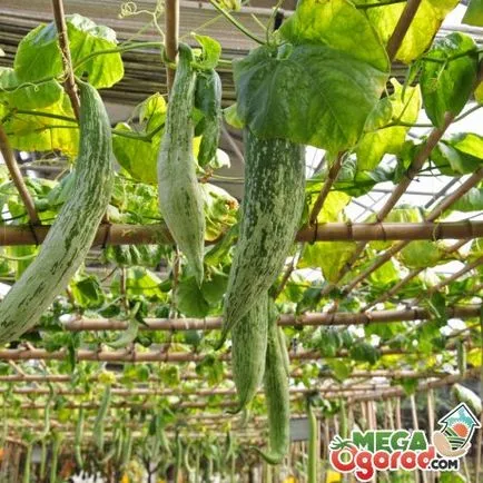 Castravetele trichosanthes grad special si utilaje agricole (trichosanthes) Castravetele trichosanthes special soiuri și tehnici agricole
