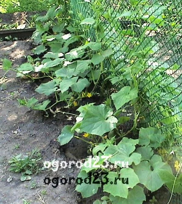 Comentarii Castravetele zhuravlenok descriere fotografie plantare (castravete) Castravetele zhuravlenok comentarii descriere fotografie de plantare