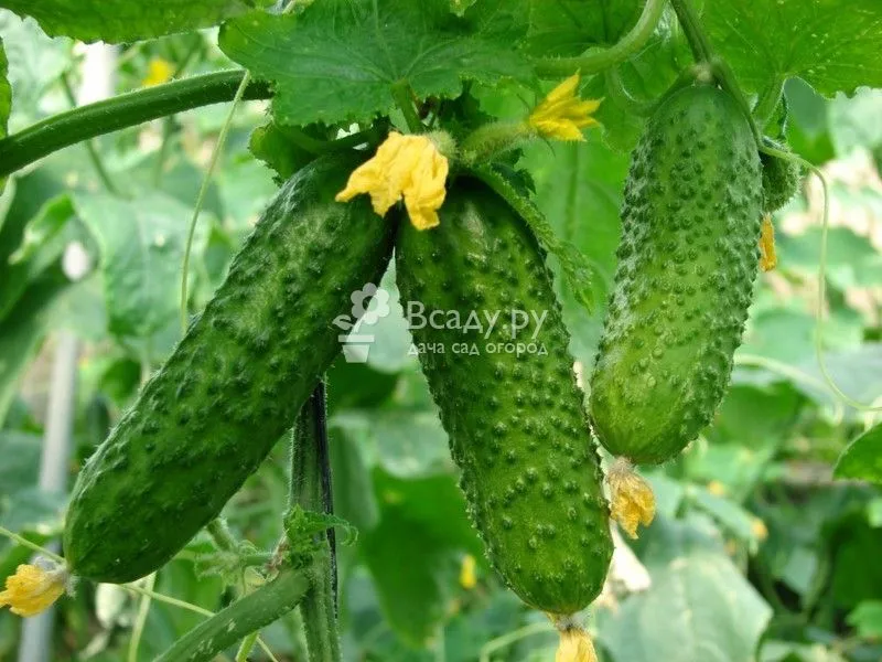 Castravetele descriere zhuravlenok Recenzii Fotografii de destinație (foto) Castravetele zhuravlenok comentarii descriere fotografie de plantare