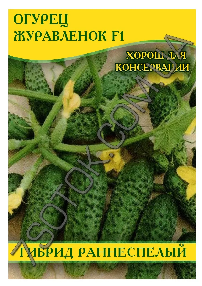 Castravetele descriere zhuravlenok Recenzii Fotografii de destinație (castravete recenzii zhuravlenok fotografie descriere de plantare) Castravetele zhuravlenok comentarii descriere fotografie de plantare