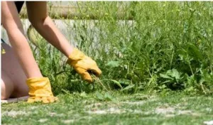 Determina ce tip de buruieni din sol la locul de