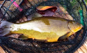 Caracteristici de capturare Tench