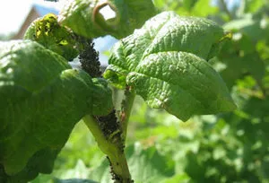 Caracteristici currant în creștere în primăvară, de îngrijire după boabe de iarnă