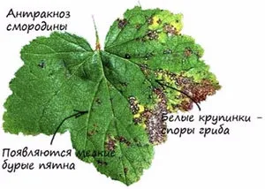 Caracteristici currant în creștere în primăvară, de îngrijire după boabe de iarnă