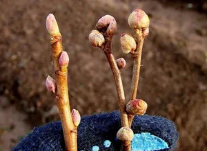 Caracteristici currant în creștere în primăvară, de îngrijire după boabe de iarnă