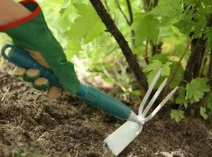 Caracteristici currant în creștere în primăvară, de îngrijire după boabe de iarnă