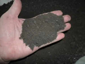 Caracteristicile de cultivare de răsaduri de roșii în casă
