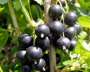 Caracteristici currant în creștere în primăvară, de îngrijire după boabe de iarnă