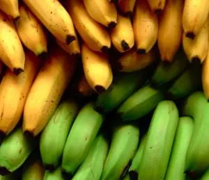 Beneficiile și pericolele de banane (rău) Beneficiile și pericolele de banane