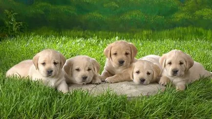 opțiuni originale pentru a apela Labrador fată și un băiat, cele mai bune pseudonimele (numite Labrador fată) opțiuni originale pentru a apela Labrador fată și un băiat, cele mai bune poreclele