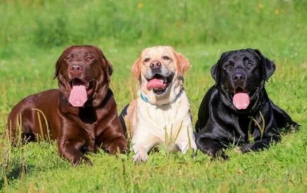 opțiuni originale pentru a apela Labrador fată și un băiat, cele mai bune pseudonimele (Labrador) opțiuni originale pentru a apela Labrador fată și un băiat, cele mai bune poreclele